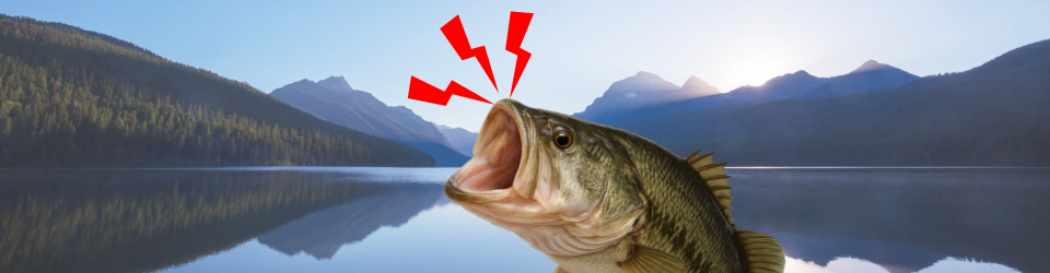 Do Bass Feel Pain? What Science (and Anglers) Don’t Want to Admit