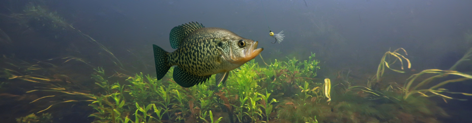 The Great Bait Lie: Why Minnows Might Be Overrated