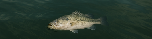 What Really Happens to Fish After a Tournament?