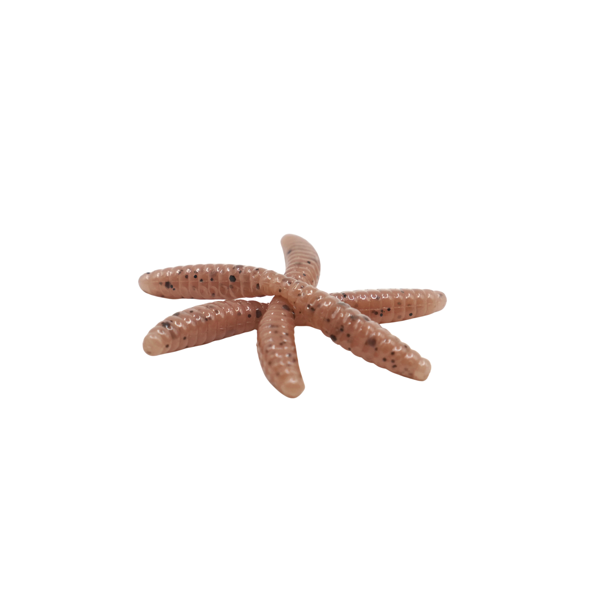 1" Wax Worm